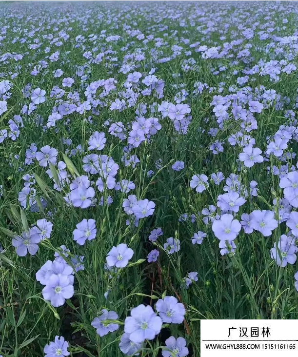 亚麻花