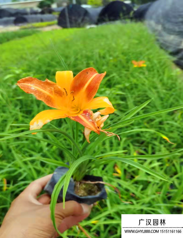 北方宿根花卉