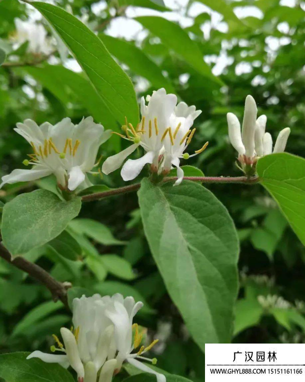 草花品种