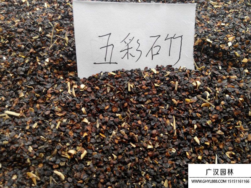 五彩石竹种子