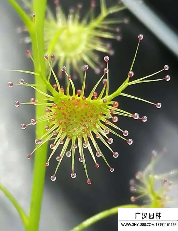 茅膏菜