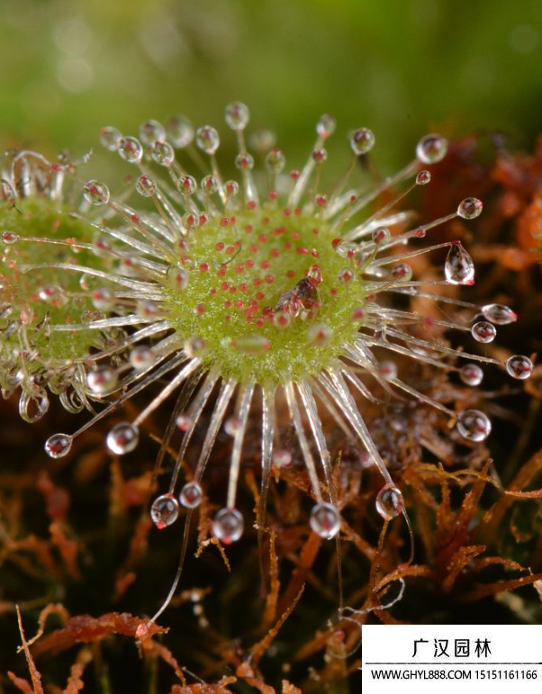 茅膏菜