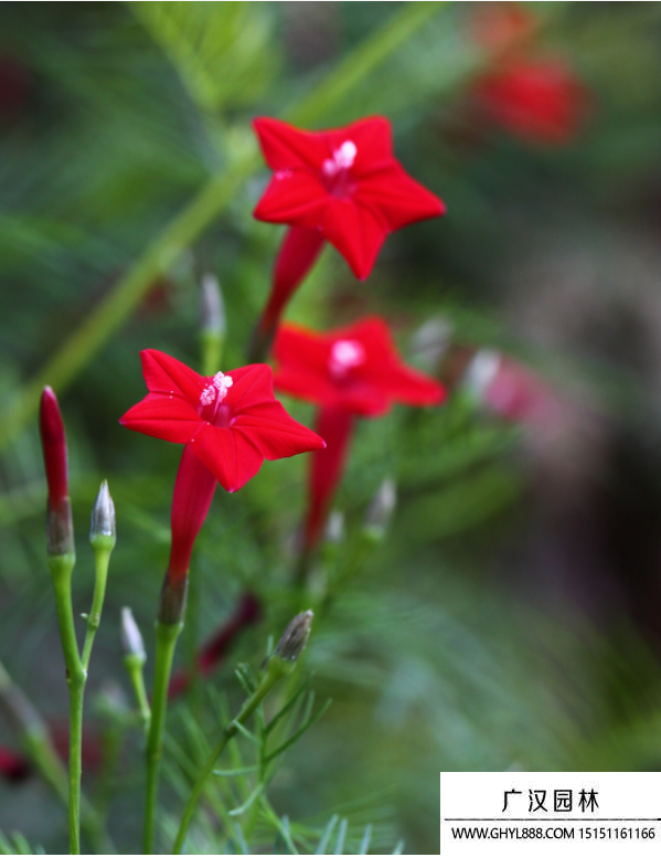 茑萝花