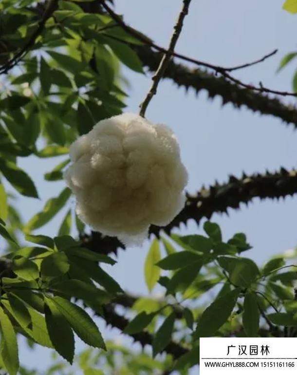 异木棉