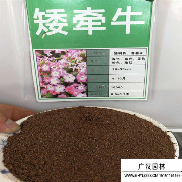 矮牵牛花种子