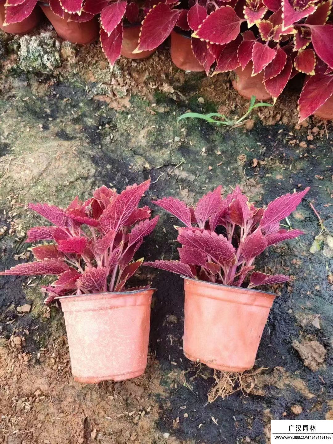 彩叶草