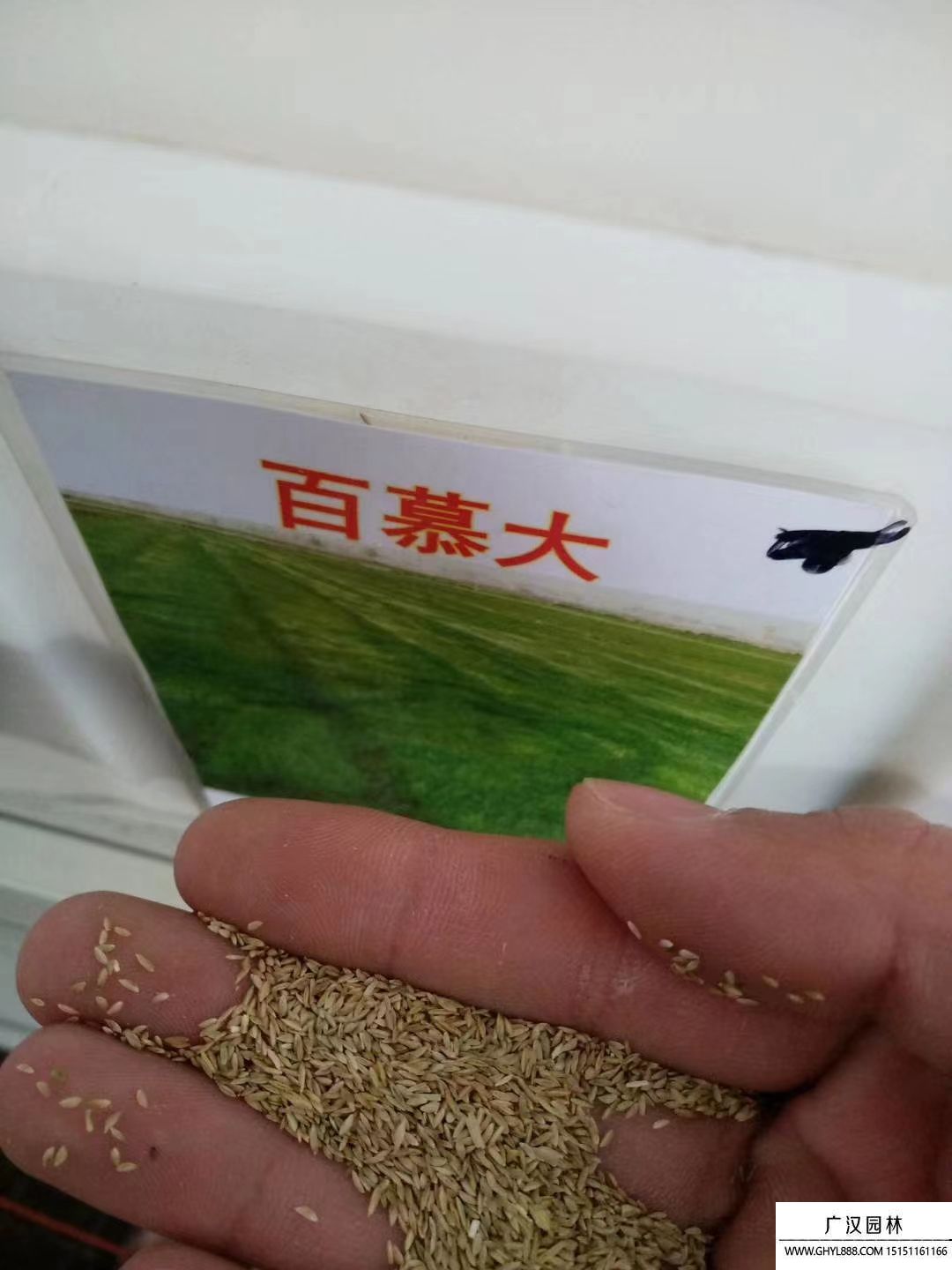 草皮种子