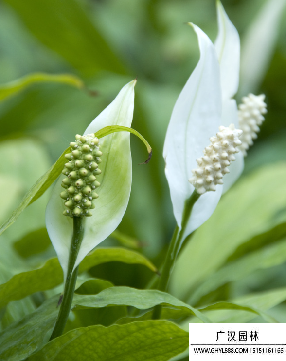 白鹤芋