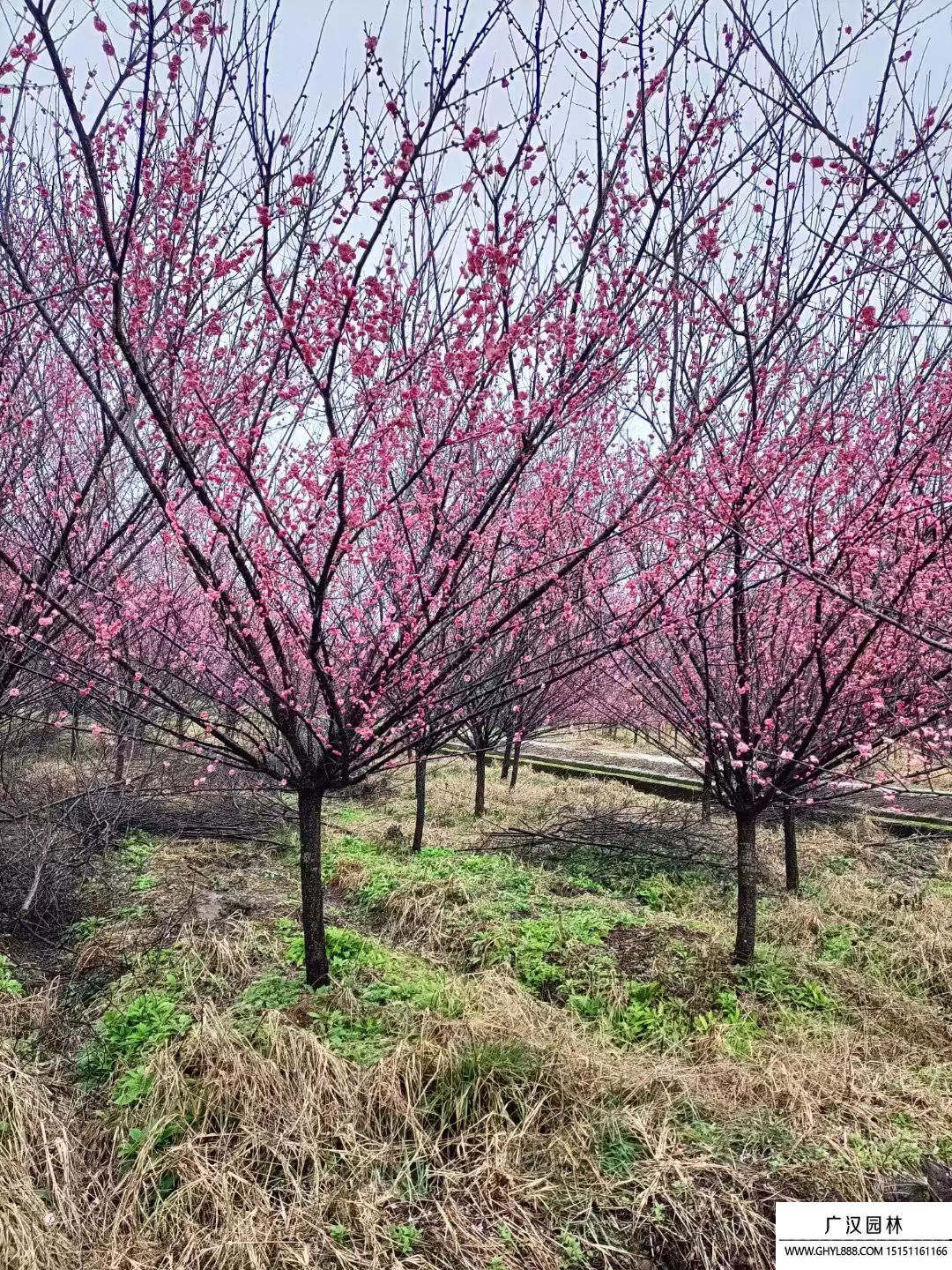 梅花