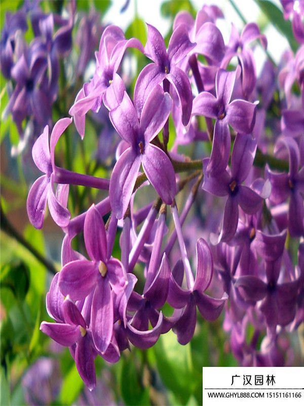 紫丁香2.jpg
