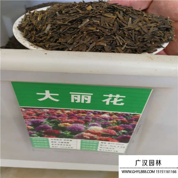 大丽菊种子