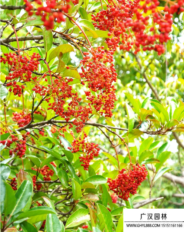 红果冬青树