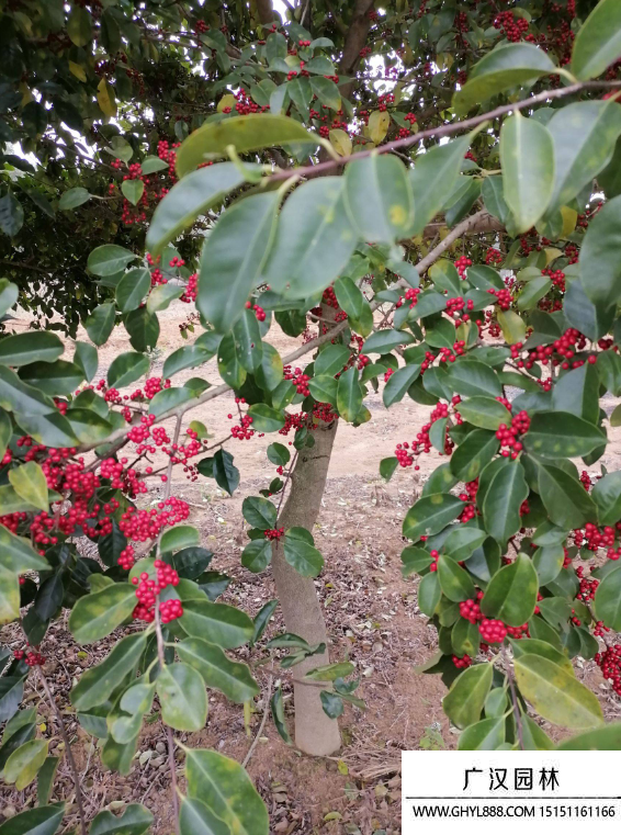 红果冬青树