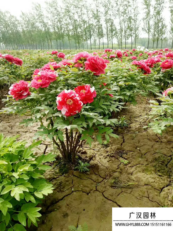 牡丹花小苗