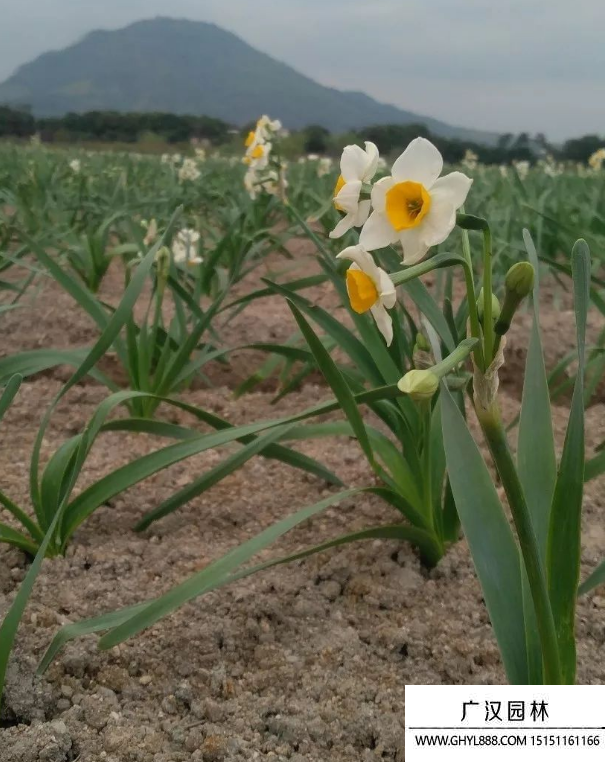 水仙花