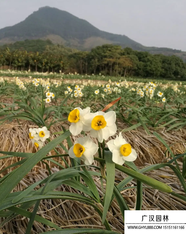 水仙花