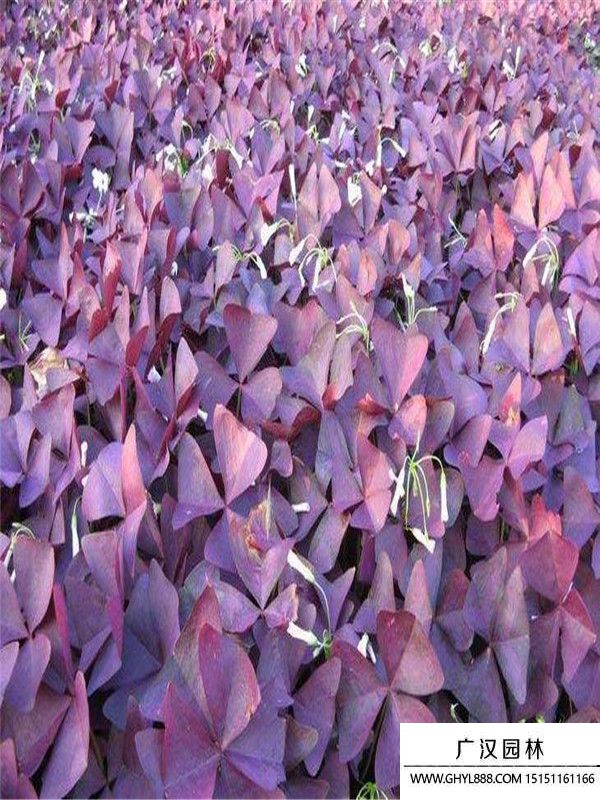 紫叶酢浆草 