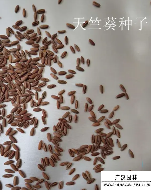 重瓣天竺葵种子