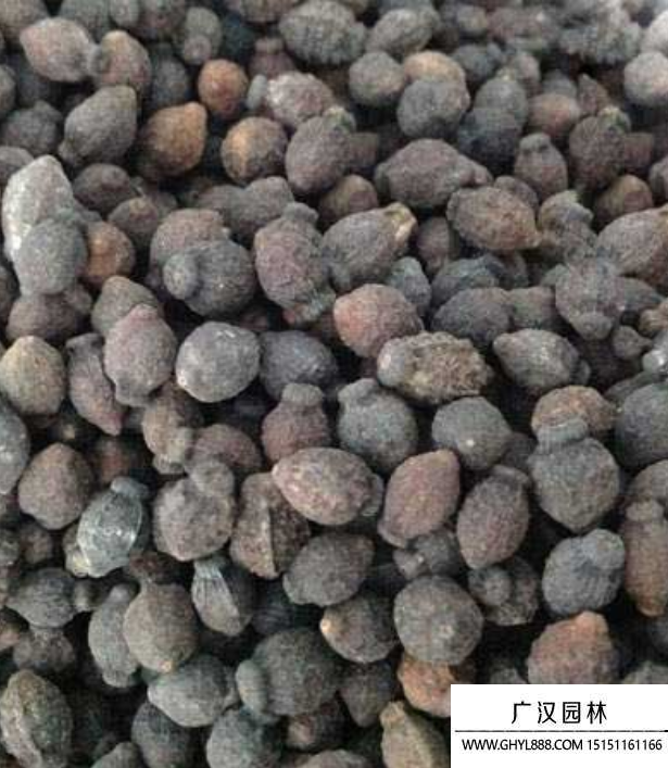 茉莉种子