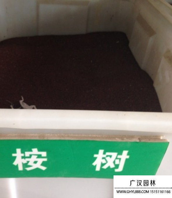 大叶桉树种子