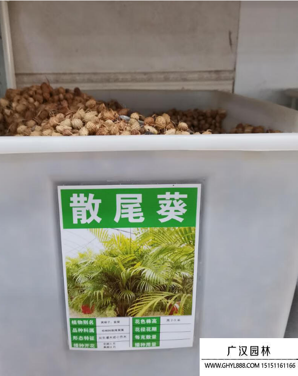 凤尾竹种子