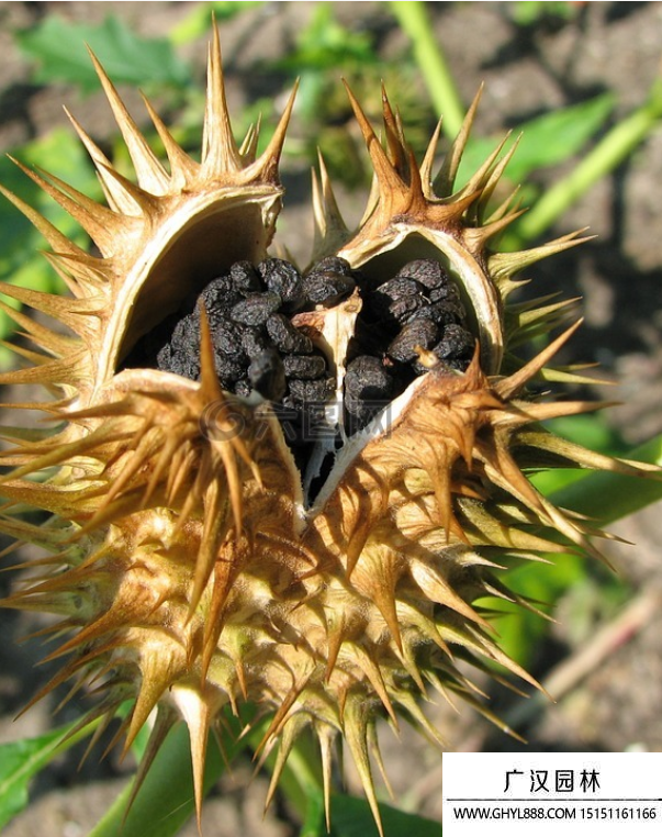 白花洋金花种子