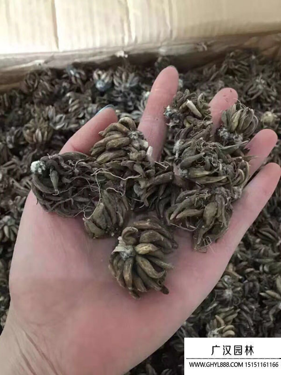 毛茛种子