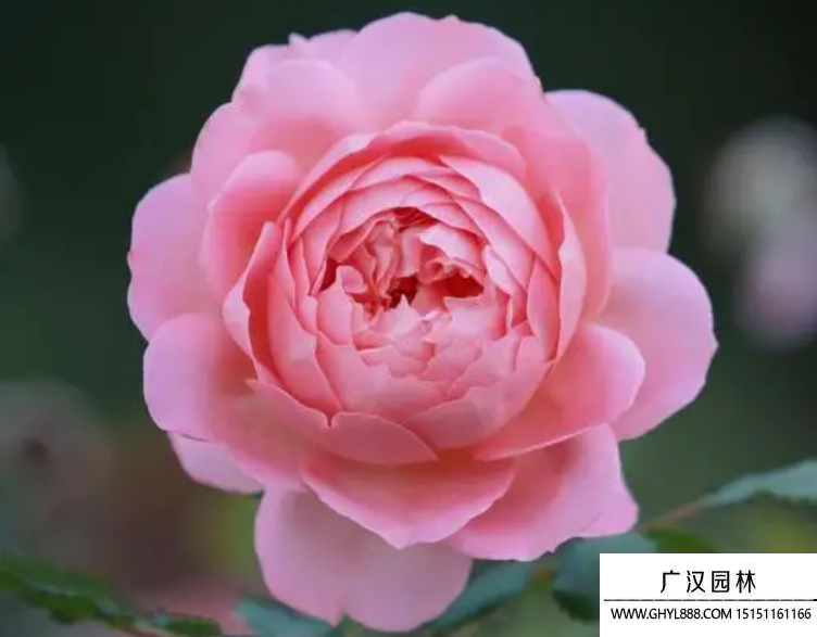 玫瑰花