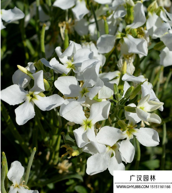 白色紫罗兰花语_花语寓意_沭阳县广汉园林苗木场