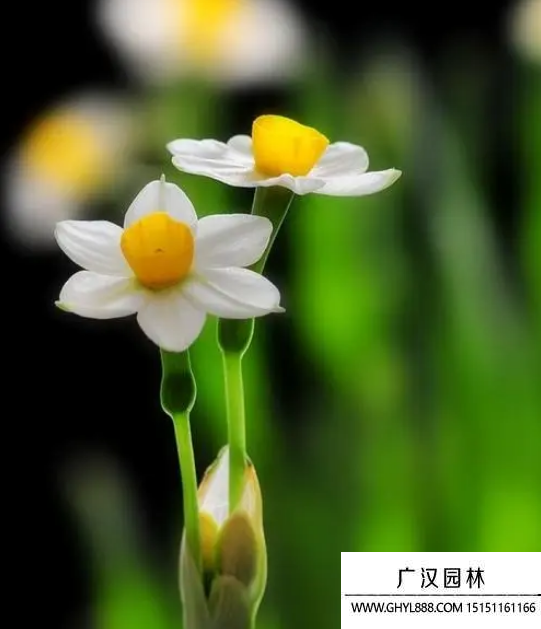 水仙花