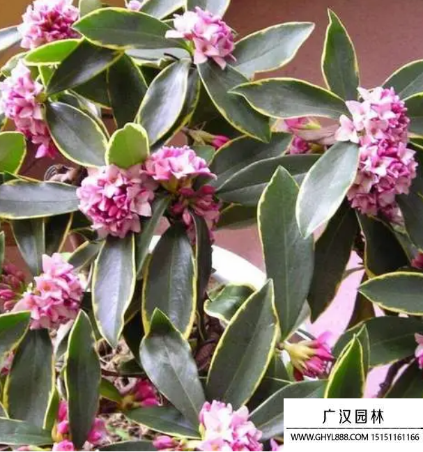 金边瑞香