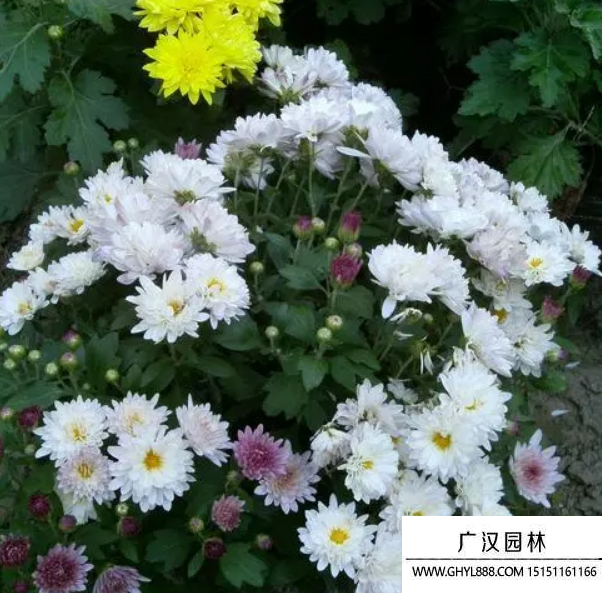 北京夏菊
