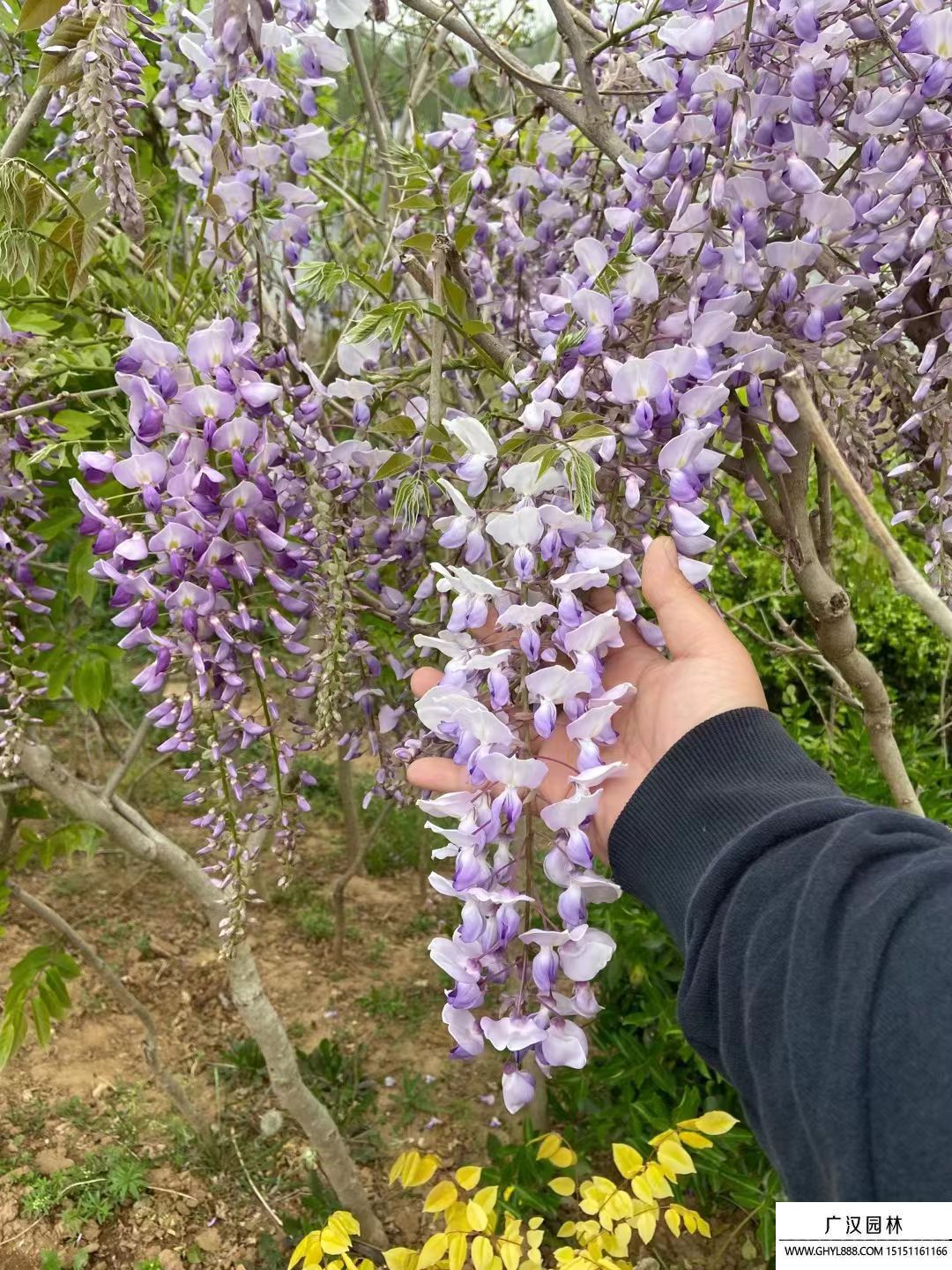 紫藤树 