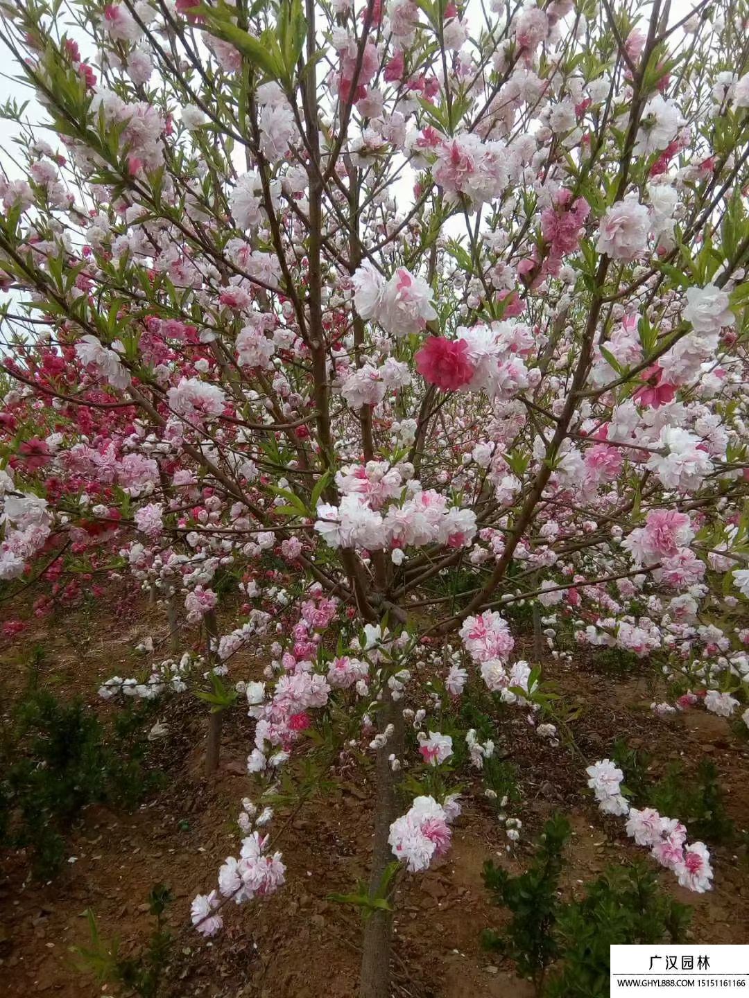 菊花碧桃