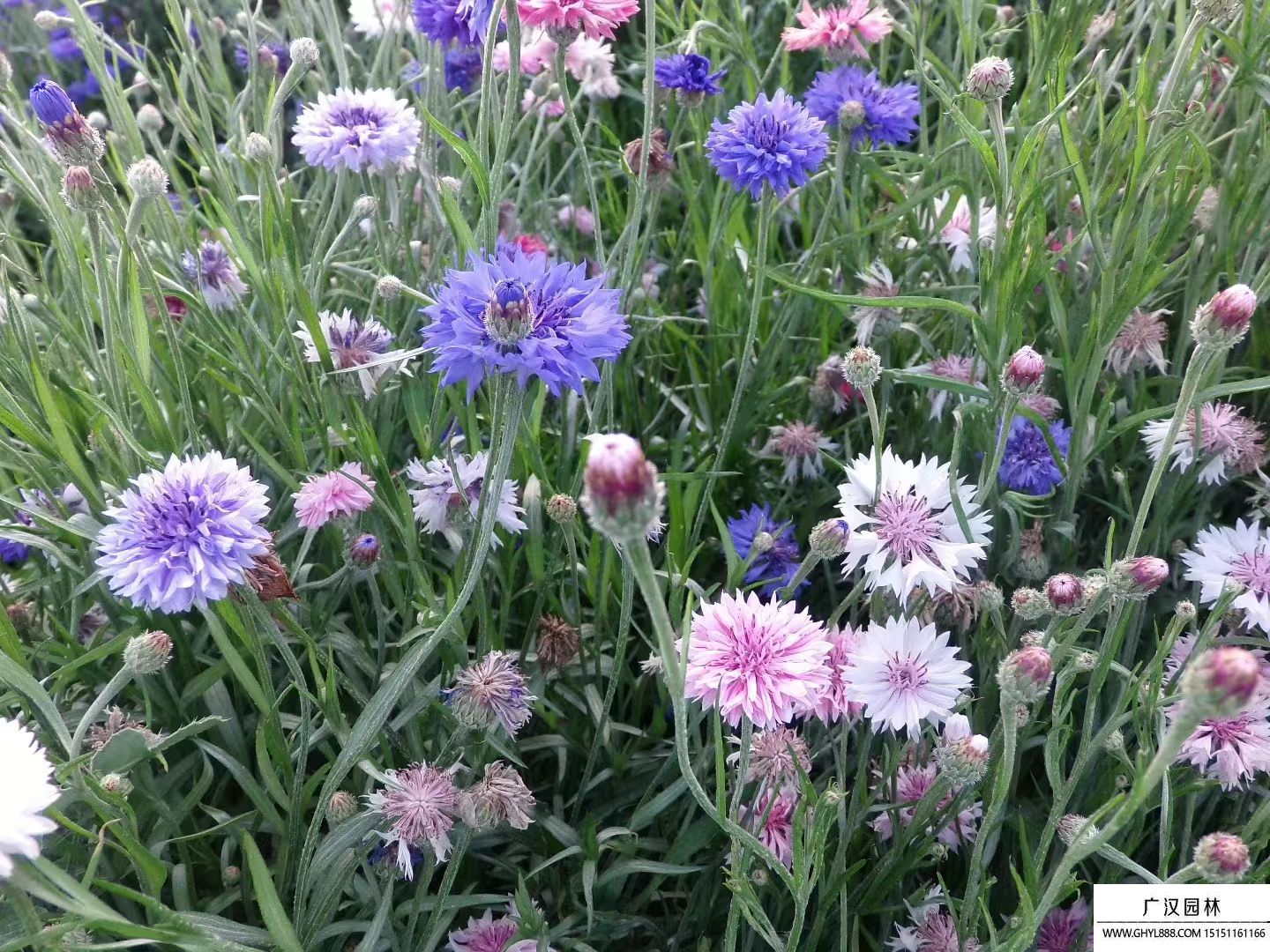 矢车菊|一二年生花种子|花啦啦花卉种业第一品牌