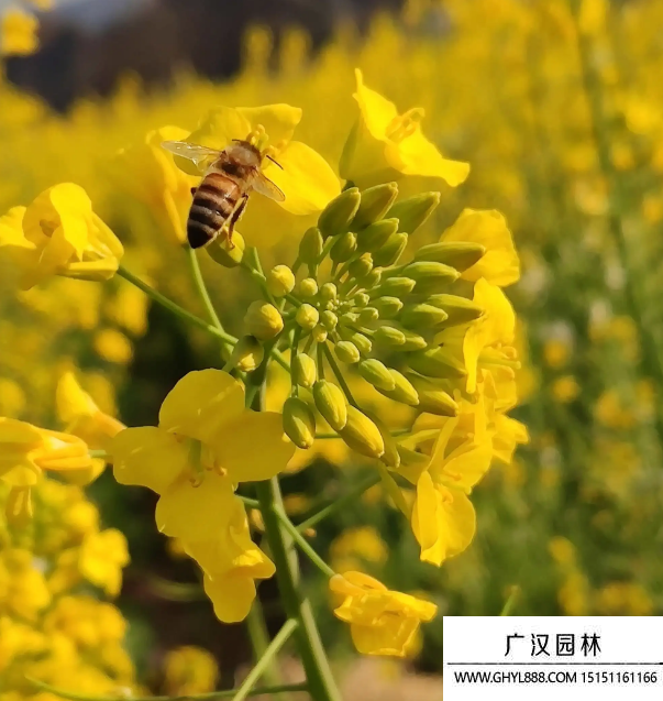 油菜花