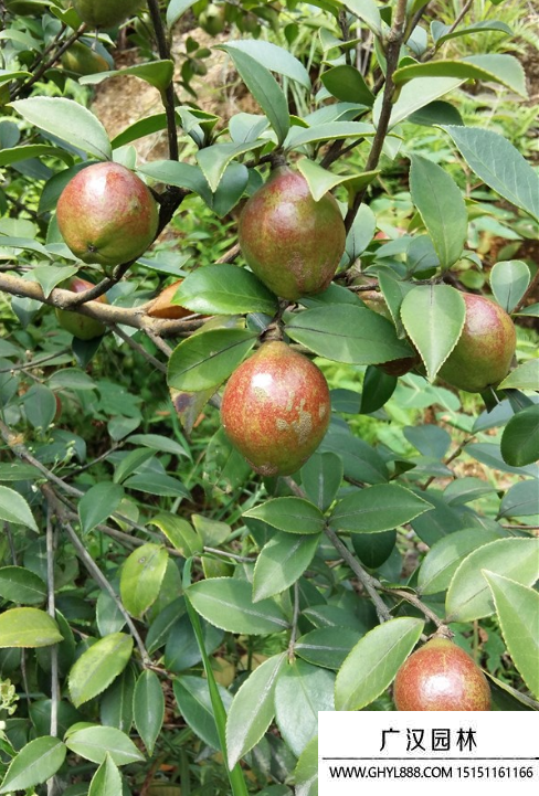 油茶树