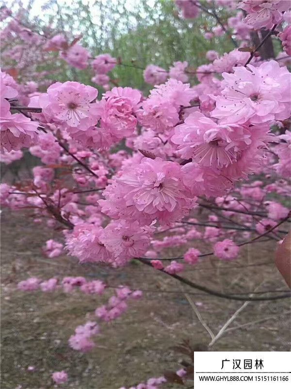 榆叶梅 