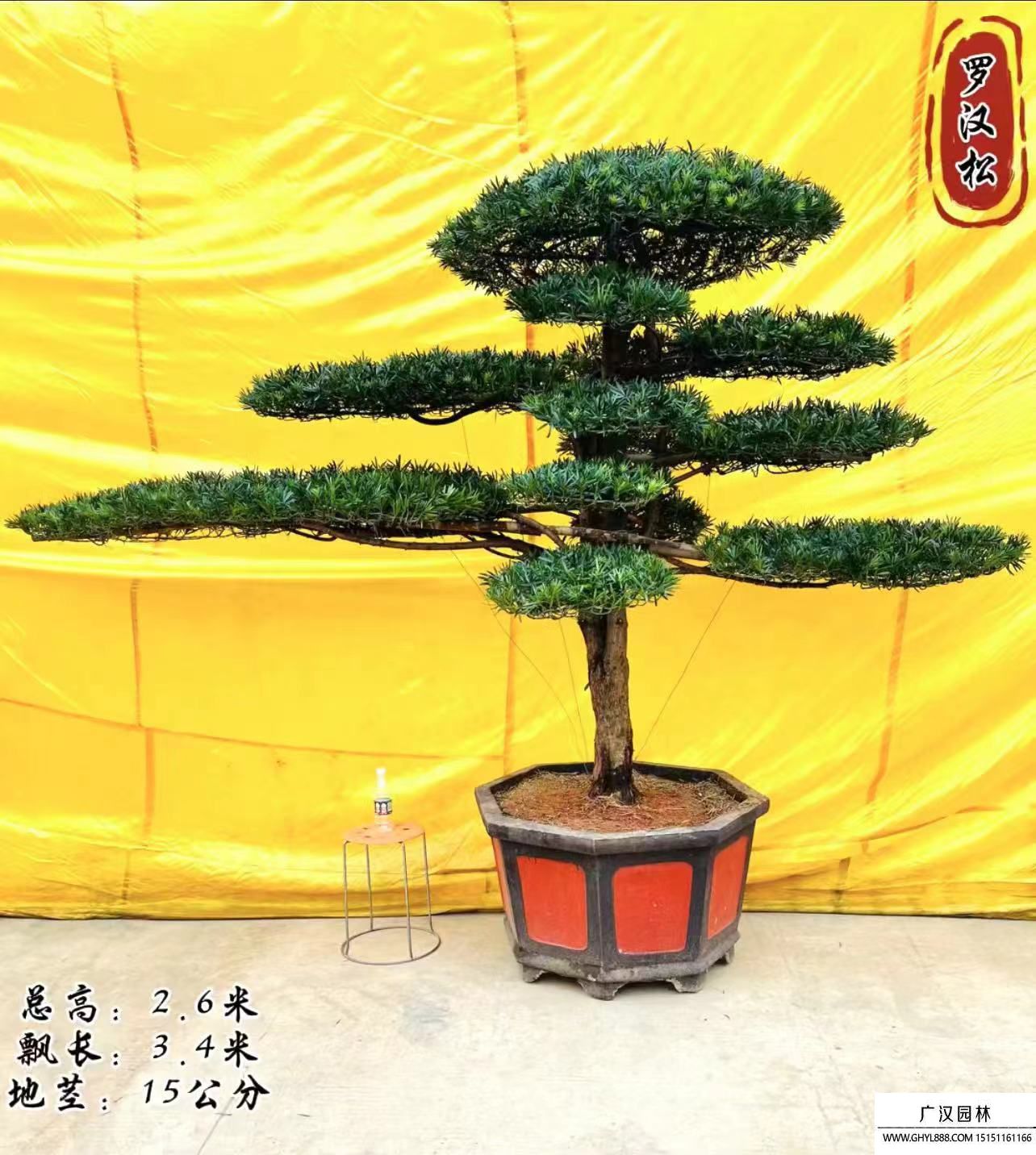 造型罗汉松