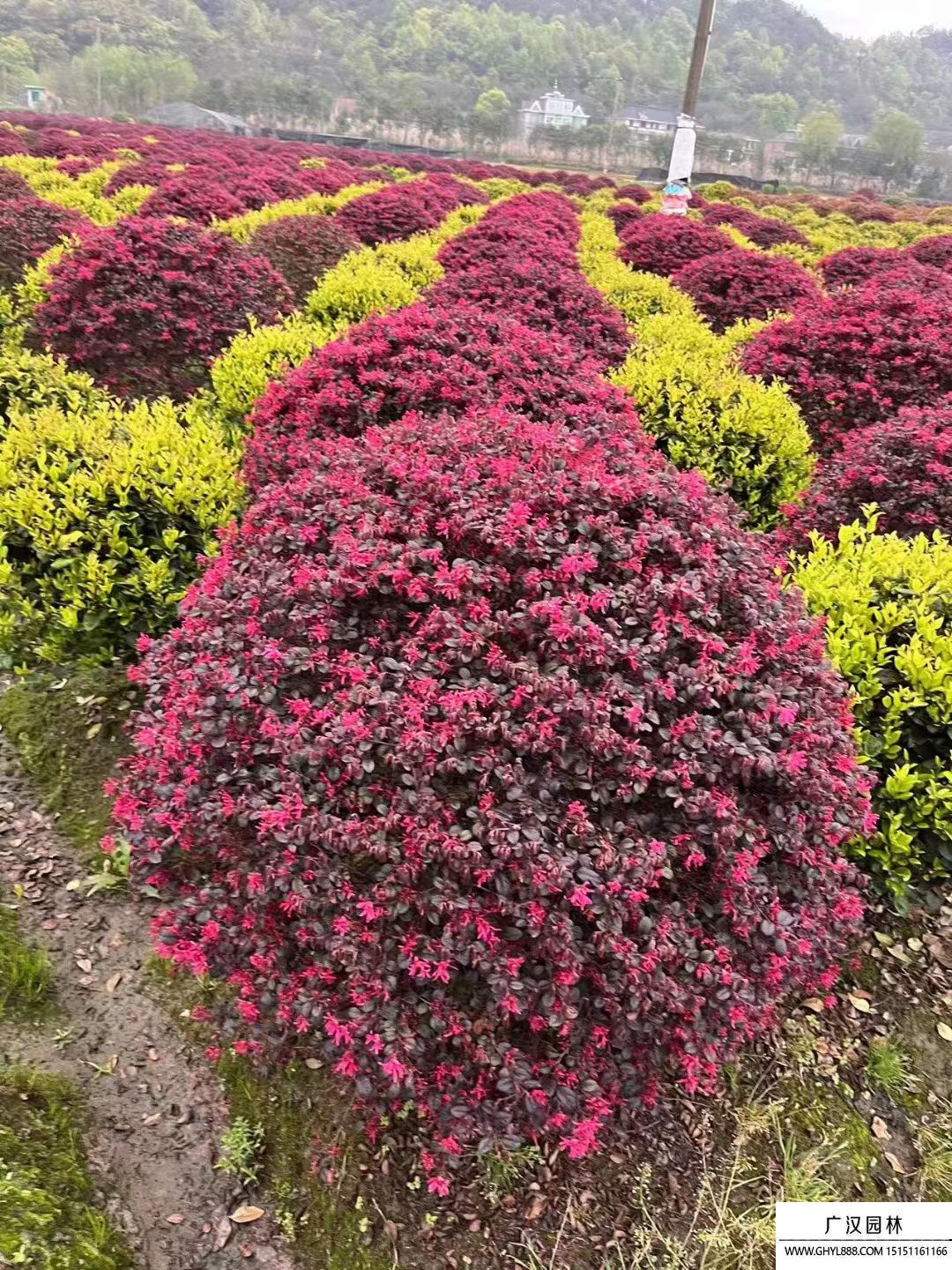 红花继木球