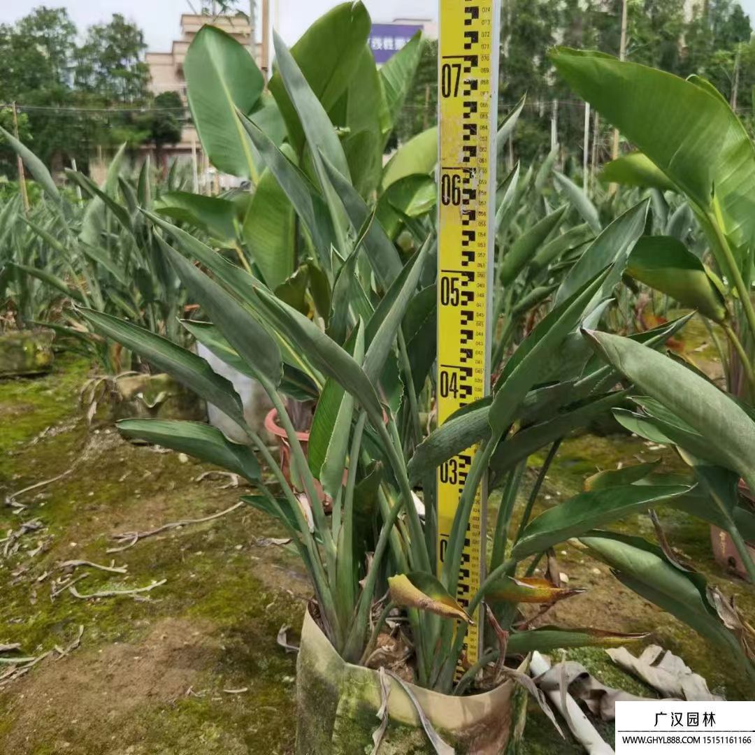 天堂鸟的养殖方法和注意事项