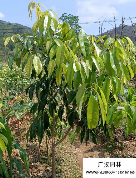 夏威夷果树