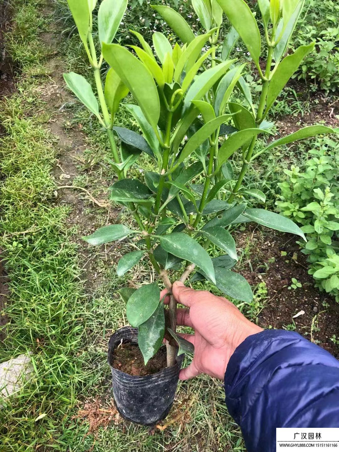 非洲茉莉