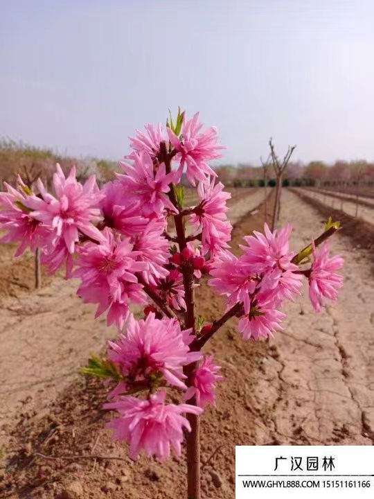 菊花碧桃