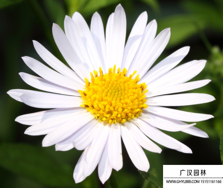 白色翠菊