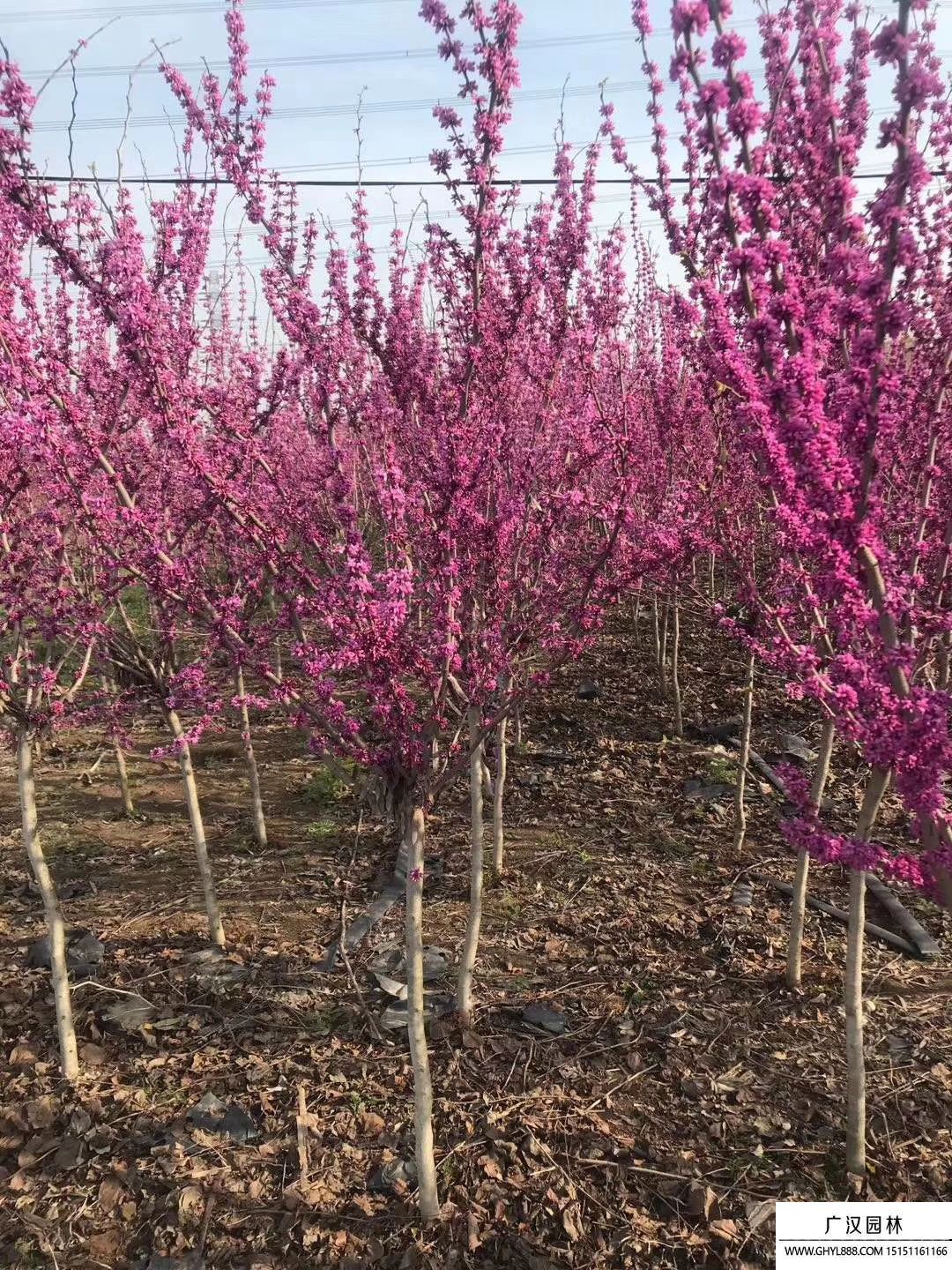 紫荆树 