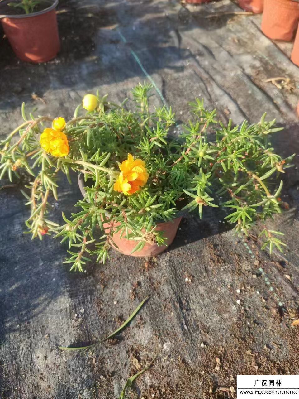 太阳花 
