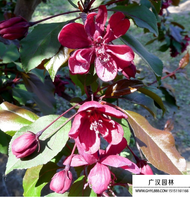 紫海棠