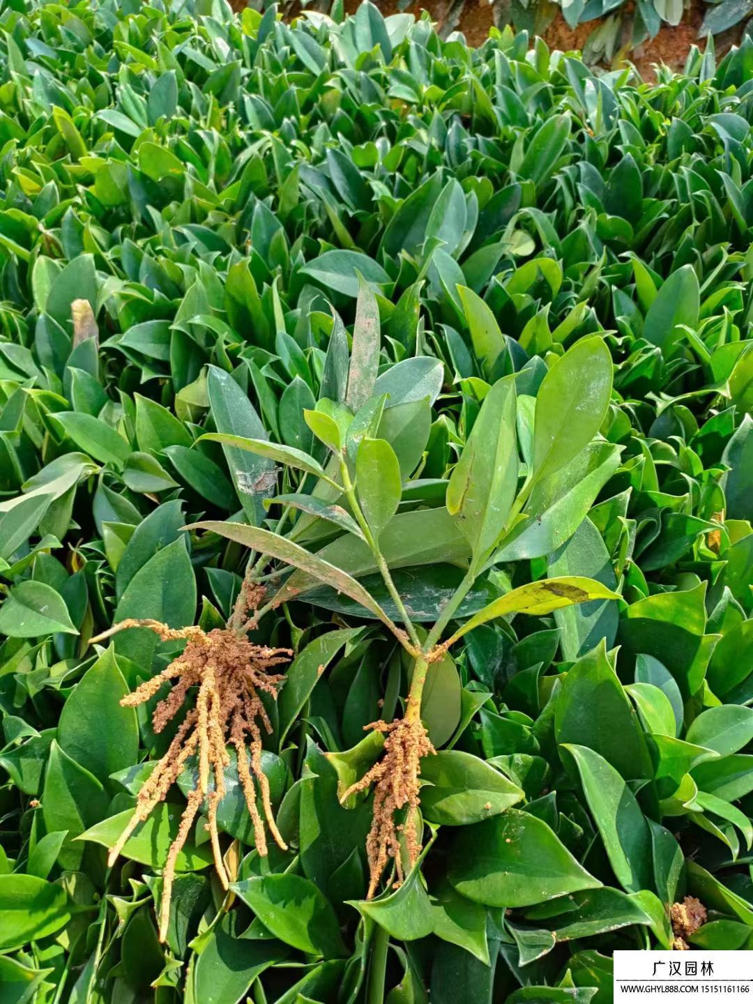 非洲茉莉