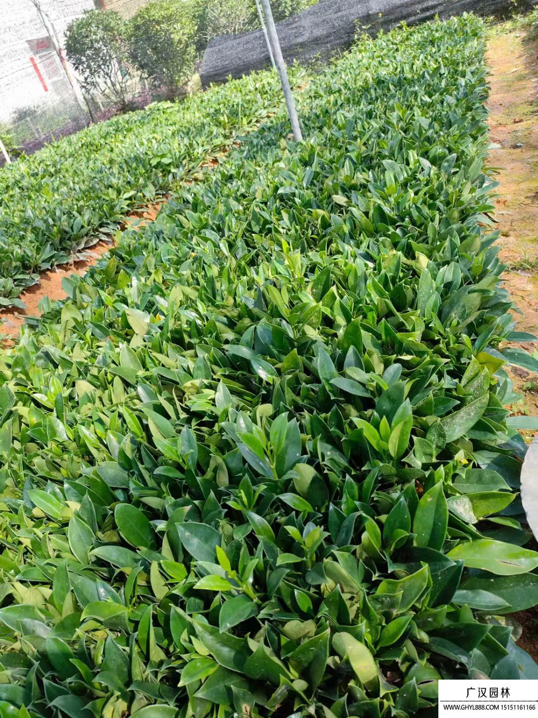 非洲茉莉 